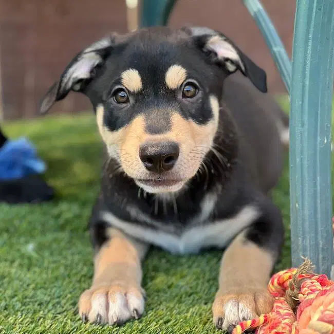 Juice Box Pup - Hi-C - Labrador Retriever