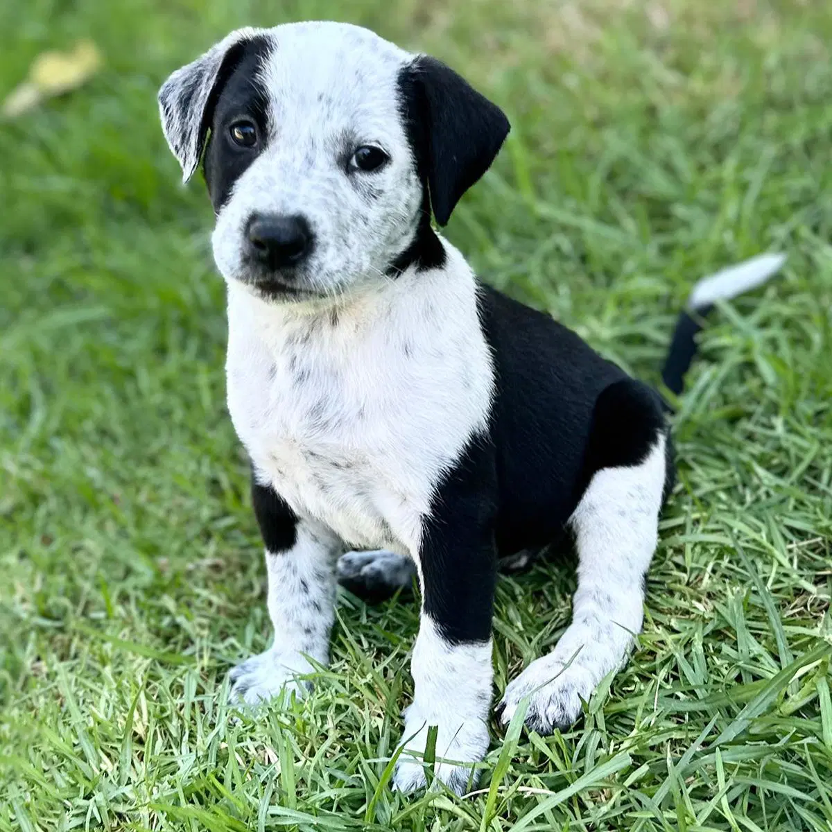 Fiji Pup - Lovo - Spaniel