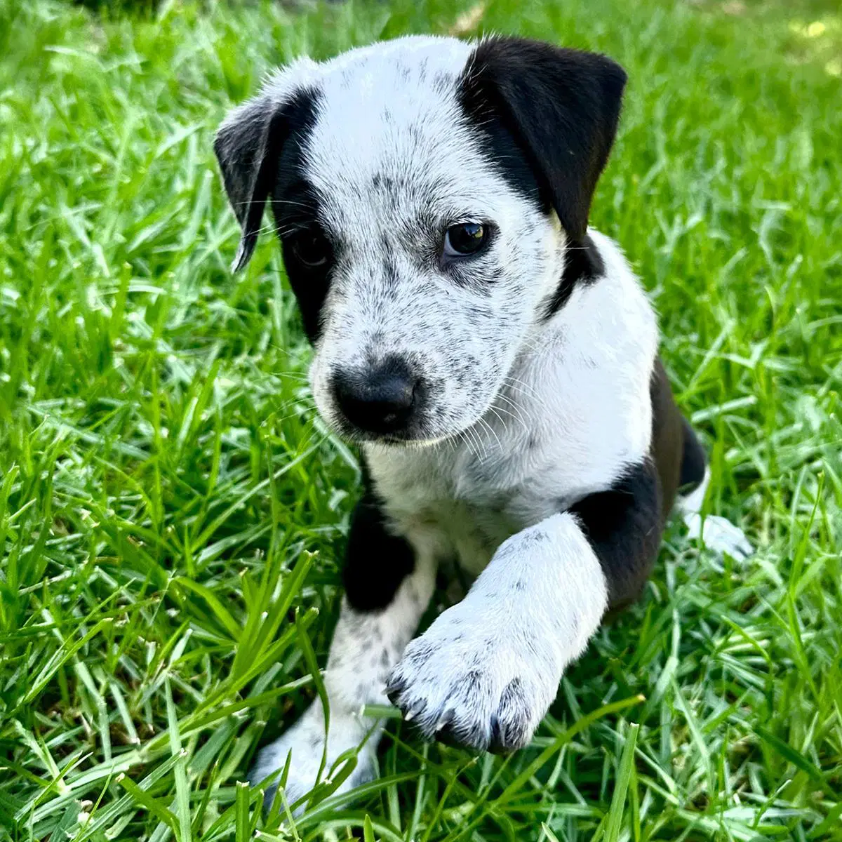 Fiji Pup - Lovo image 2