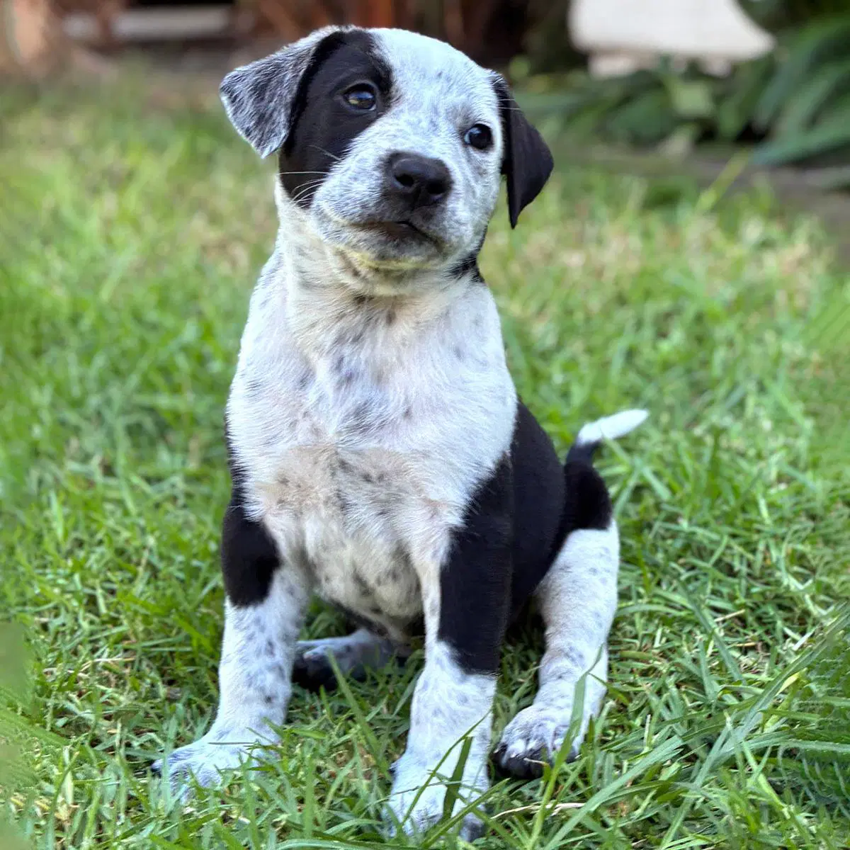 Fiji Pup - Lovo image 3