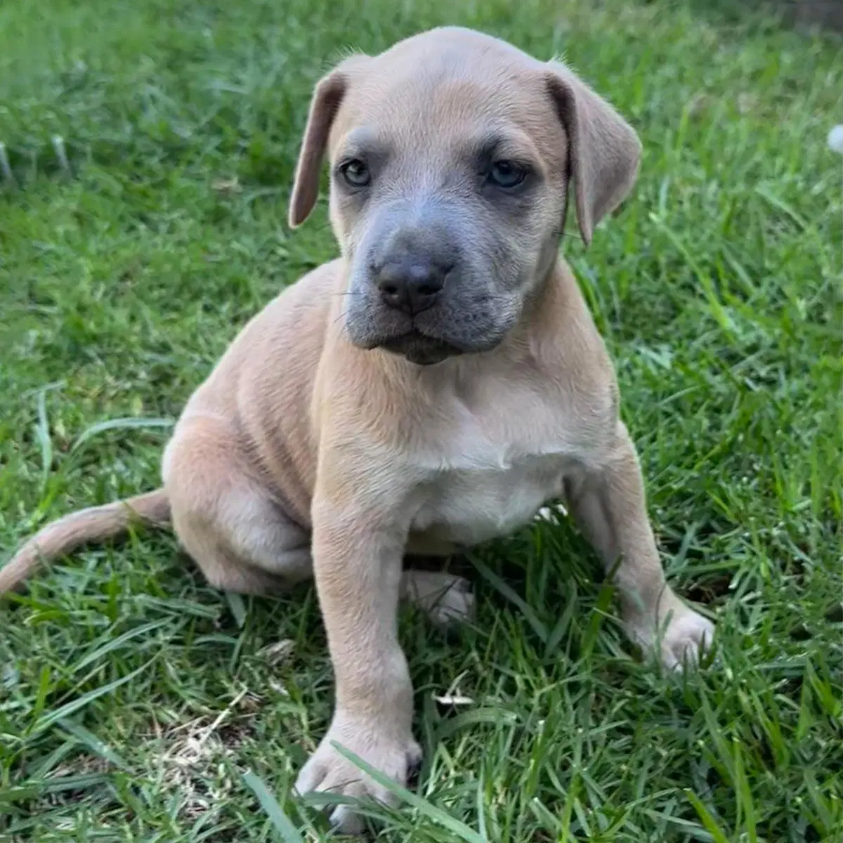 Fiji Pup - Nadi - Spaniel