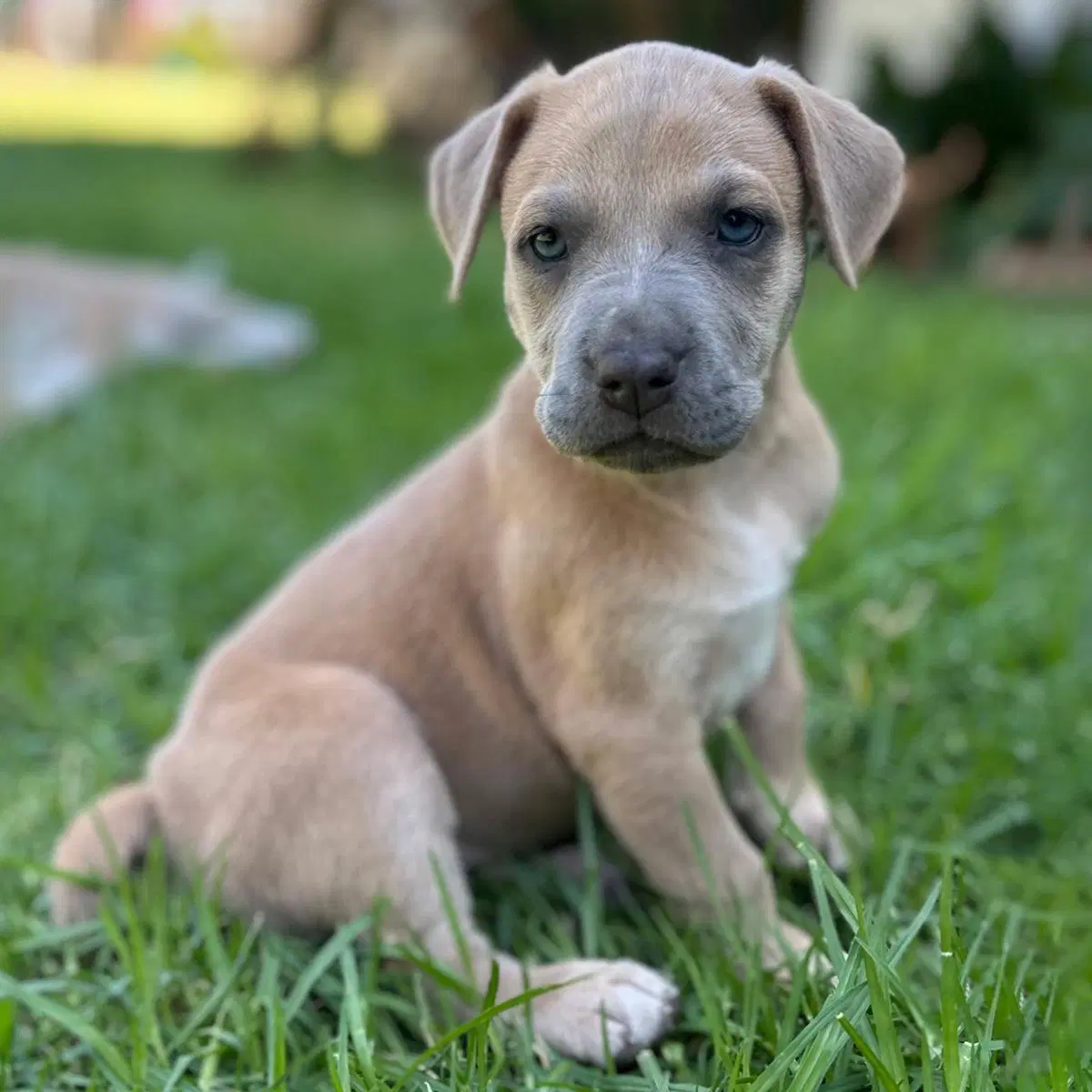 Fiji Pup - Nadi image 2