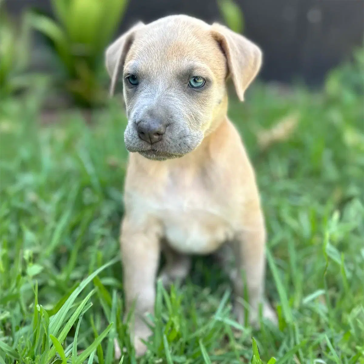 Fiji Pup - Nadi image 3