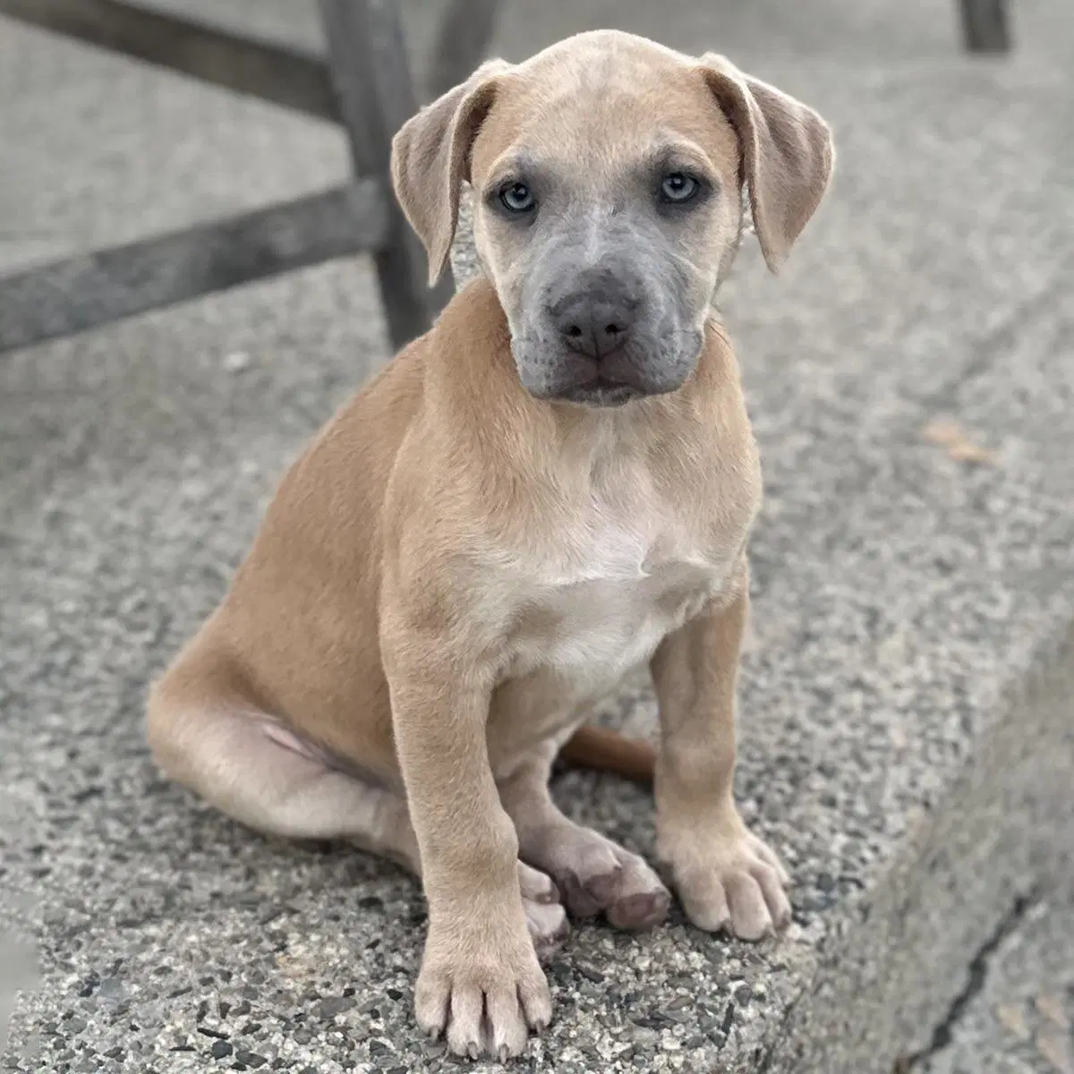 Fiji Pup - Nadi - Lab