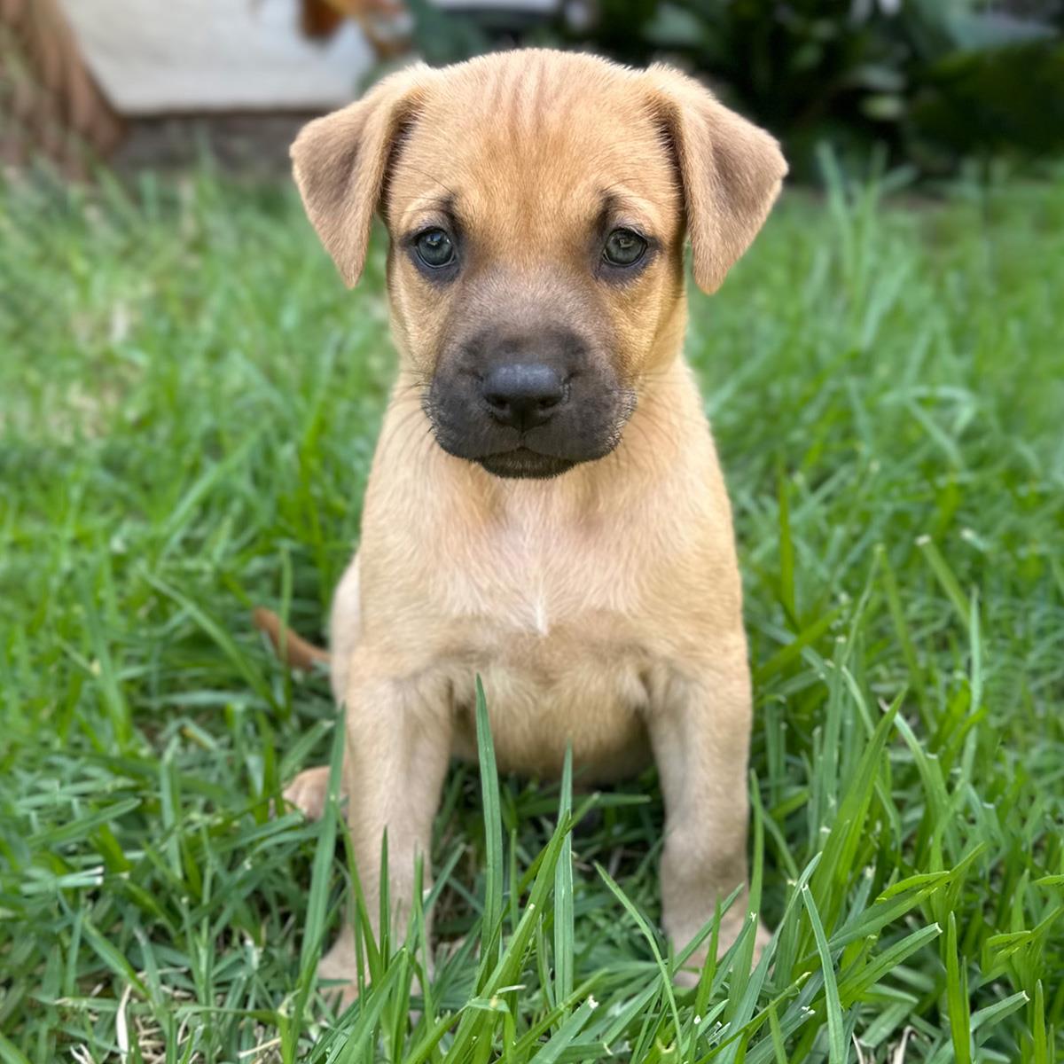 Fiji Pup - Suva