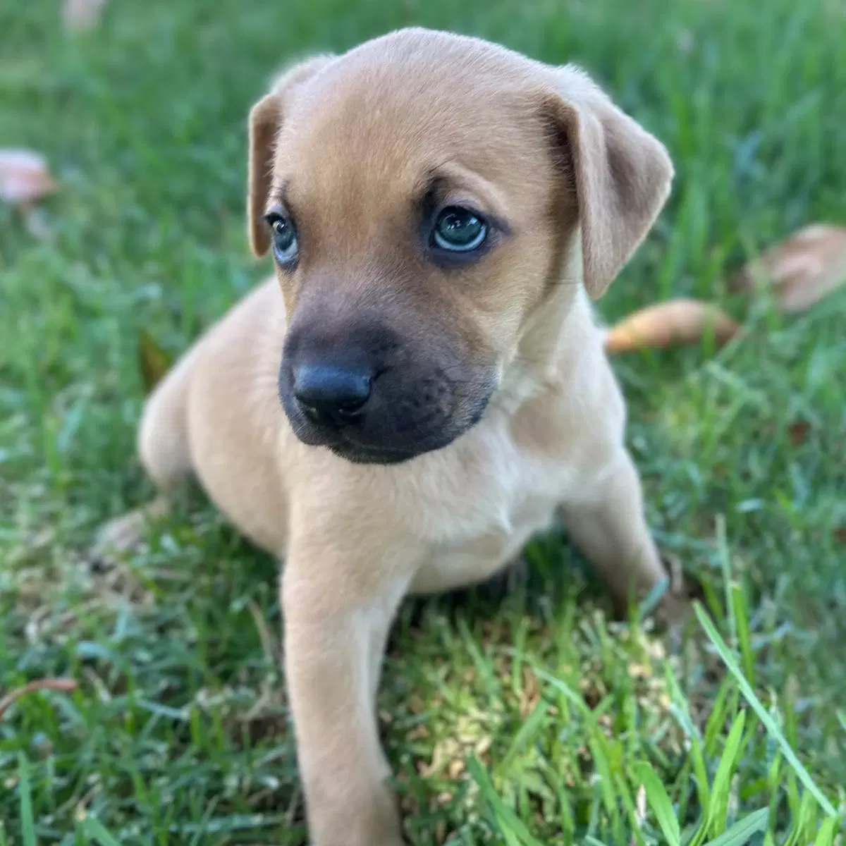 Fiji Pup - Suva image 2