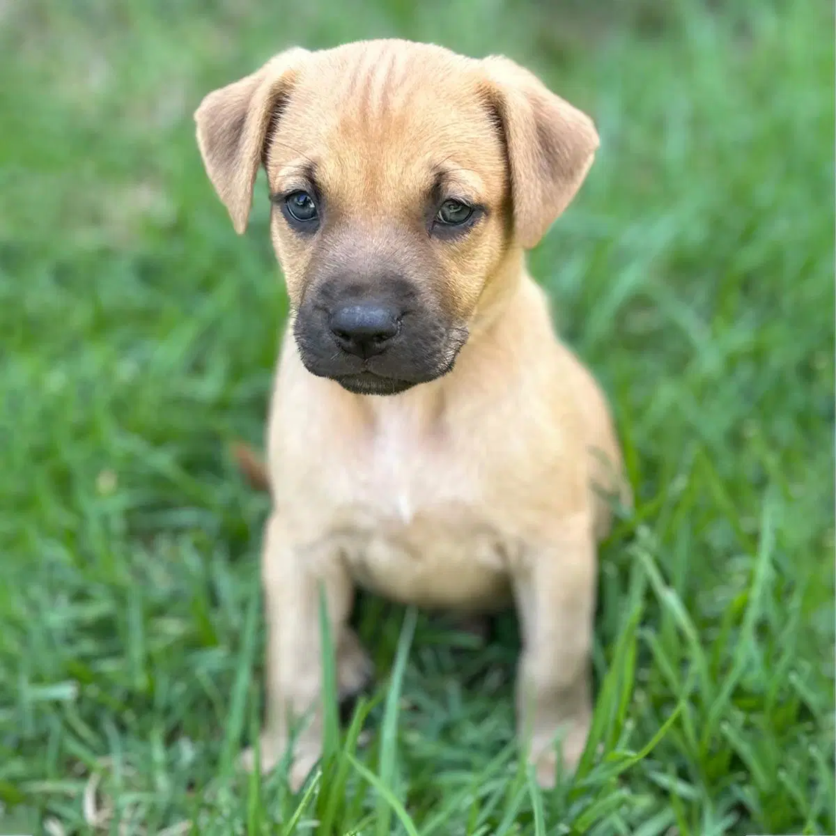 Fiji Pup - Suva image 3
