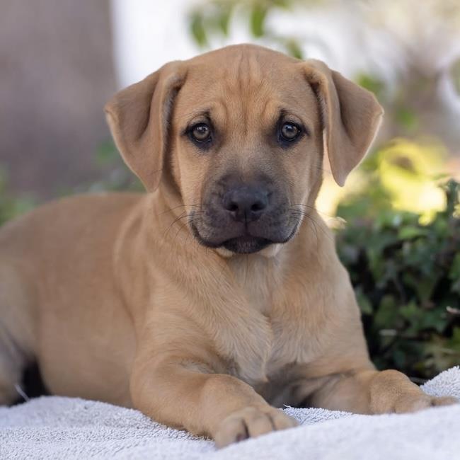 Fiji Pup - Suva