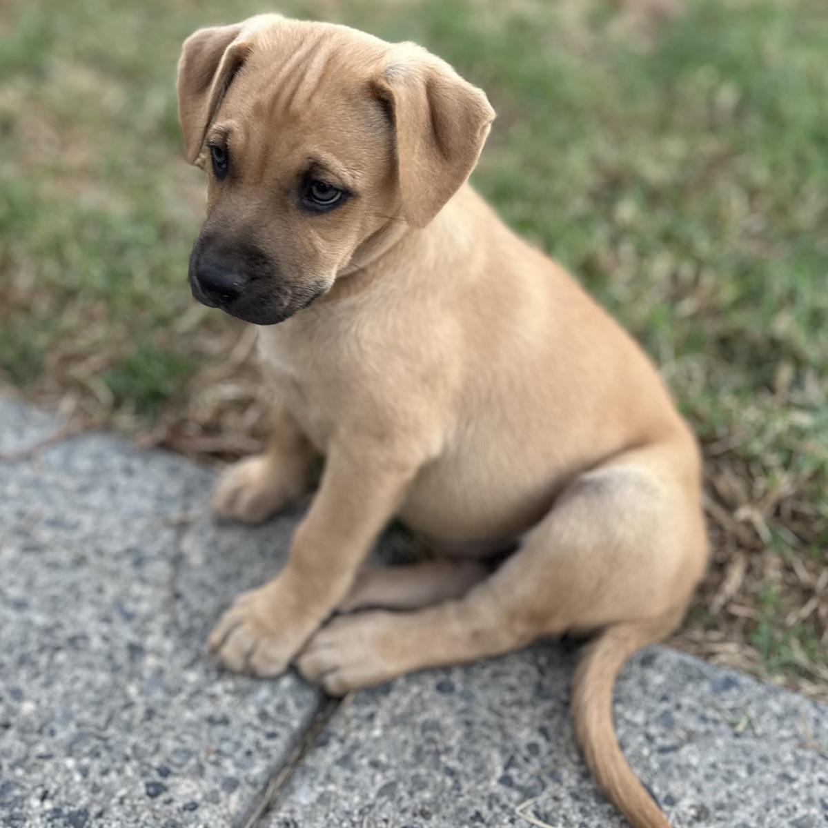 Fiji Pup - Suva, photo 4