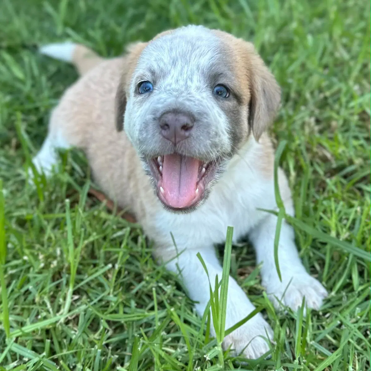 Fiji Pup - Rewa - Spaniel