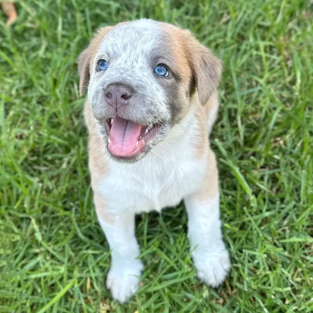 Fiji Pup - Rewa image 2