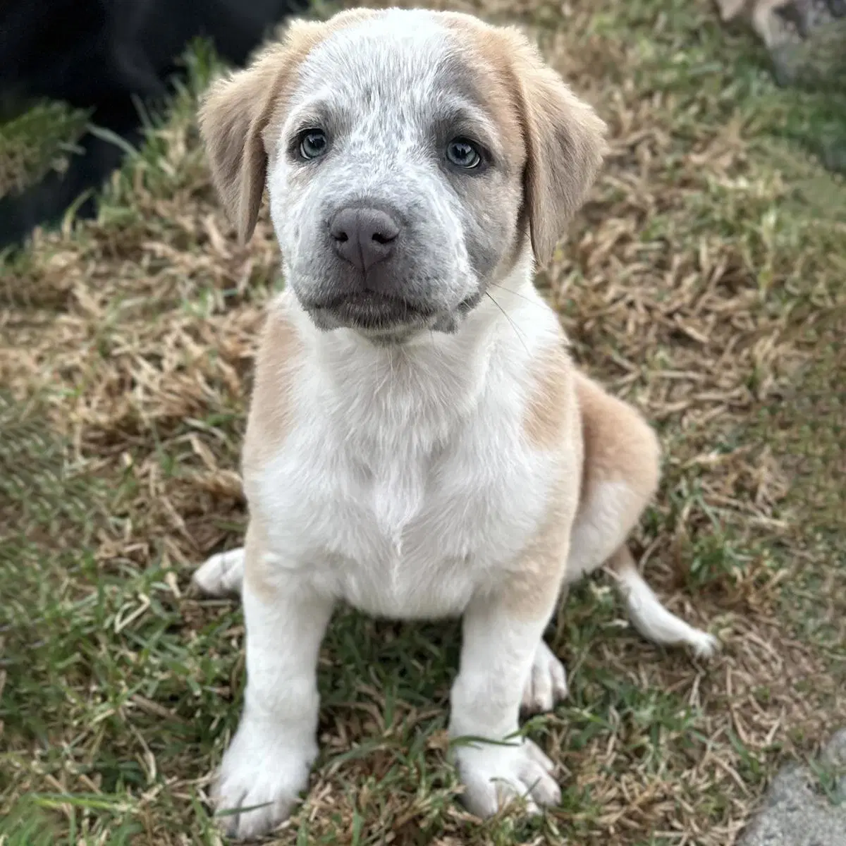 Fiji Pup - Rewa - Lab
