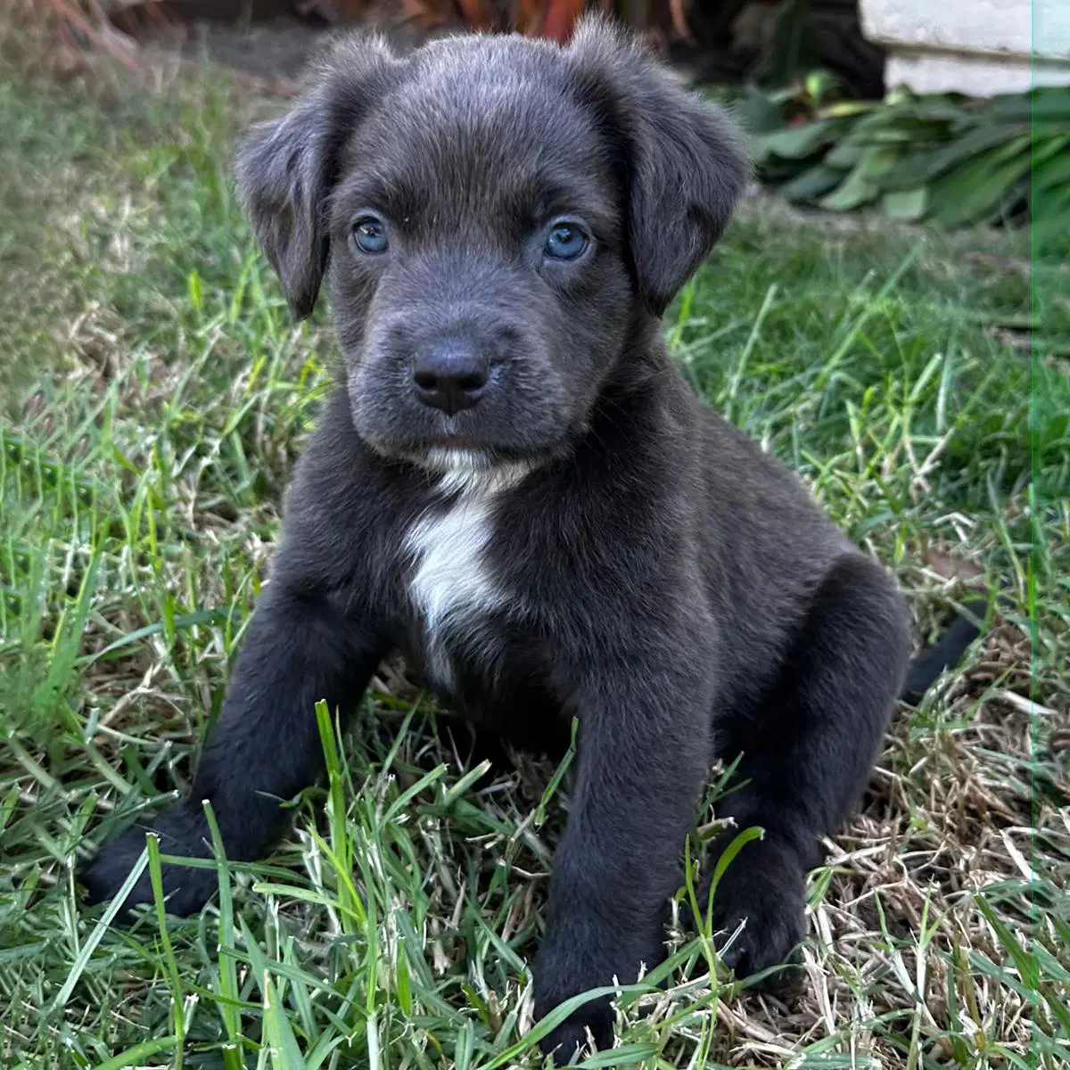 Fiji Pup - Meke - Spaniel