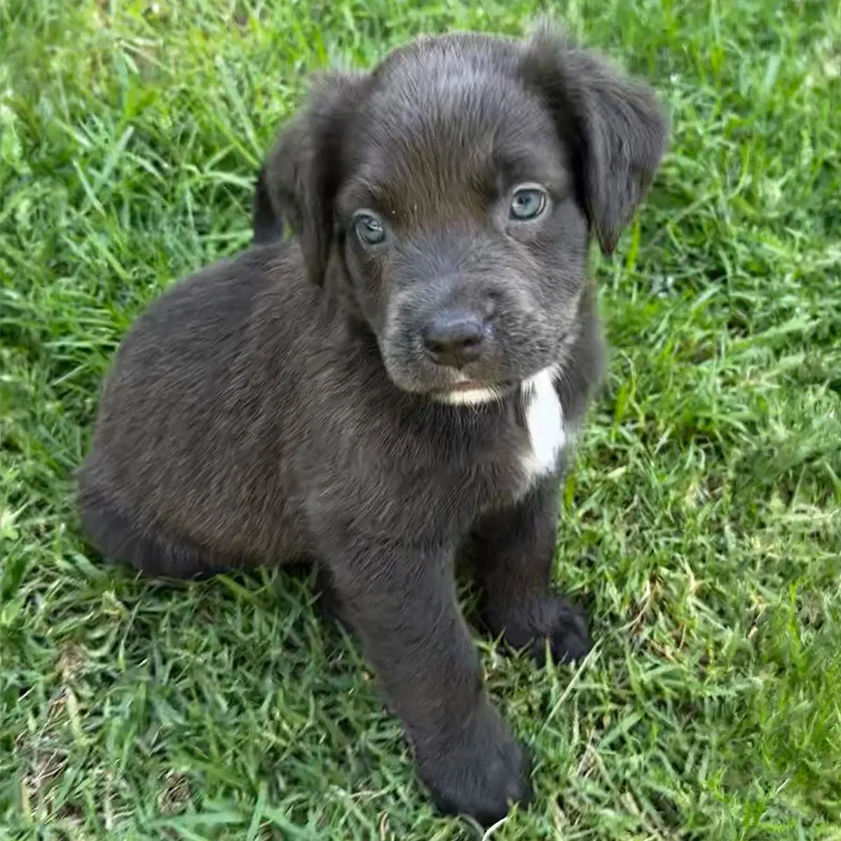 Fiji Pup - Meke image 2