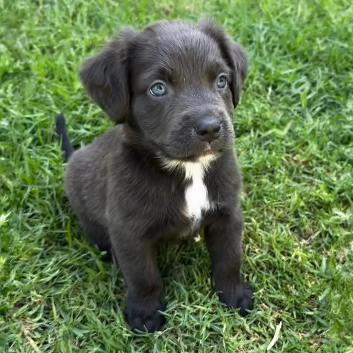 Fiji Pup - Meke image 3