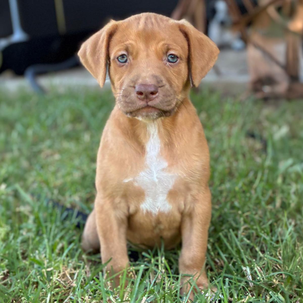 Fiji Pup - Bula