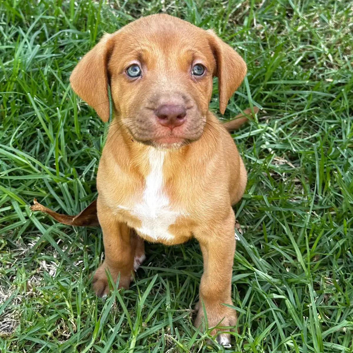 Fiji Pup - Bula image 2