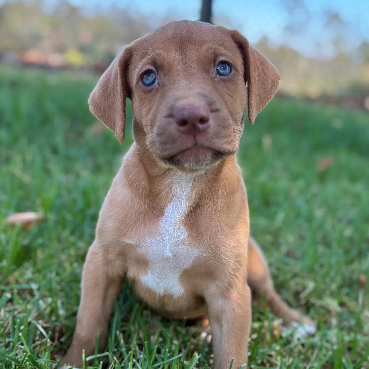 Fiji Pup - Bula image 3