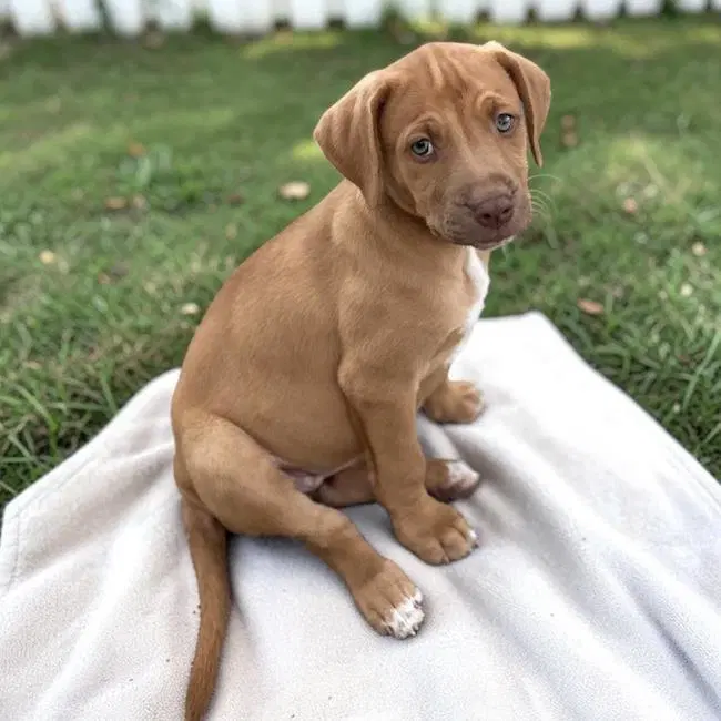 Fiji Pup - Bula - Labrador Retriever