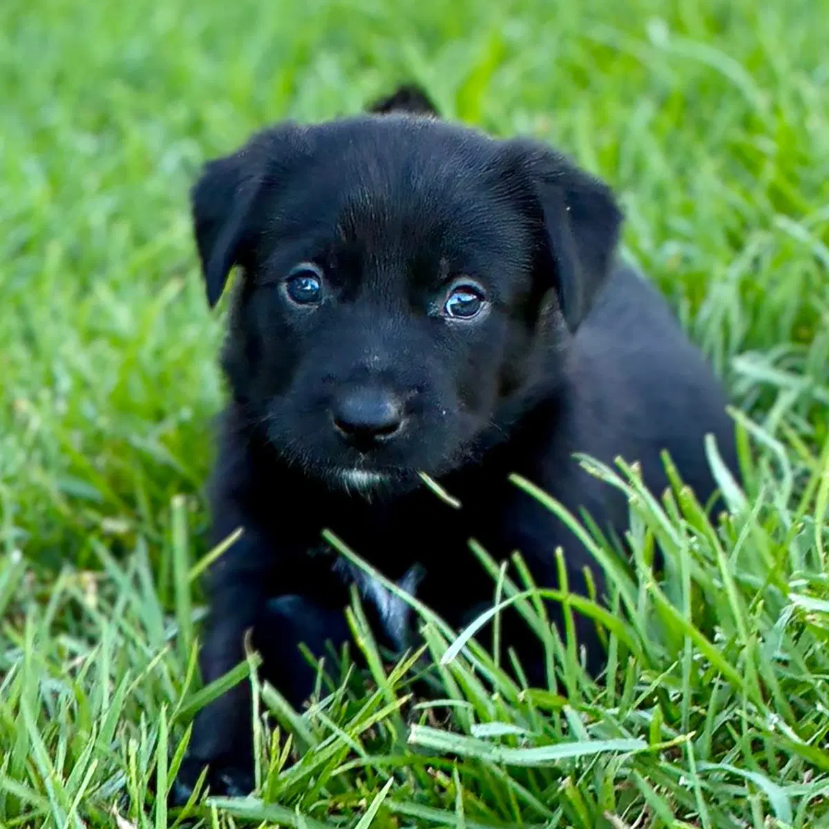 Fiji Pup - Viti - Spaniel