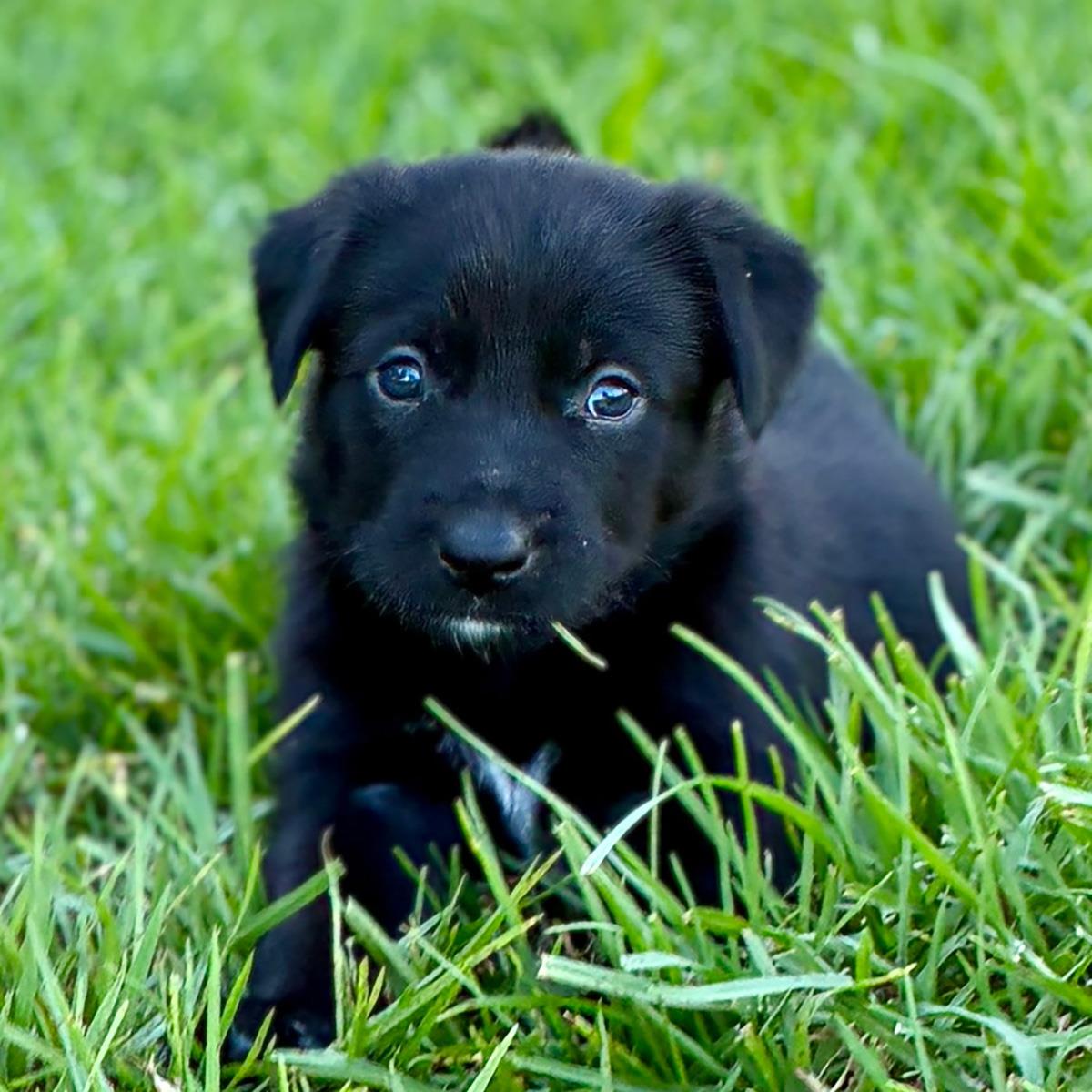 Fiji Pup - Viti