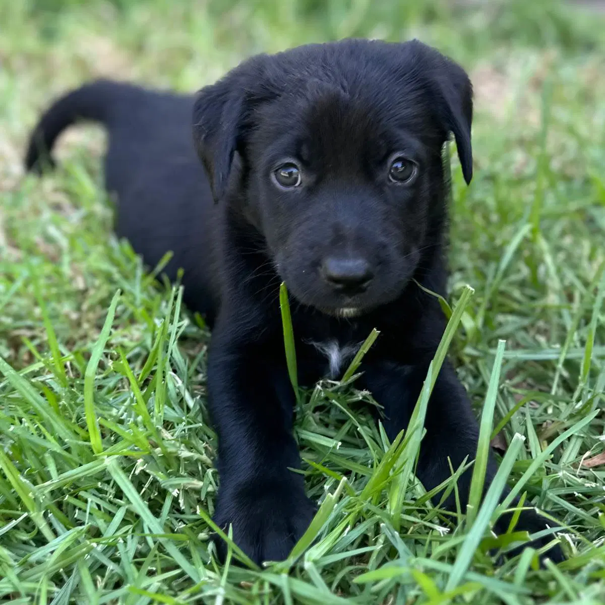 Fiji Pup - Viti image 2