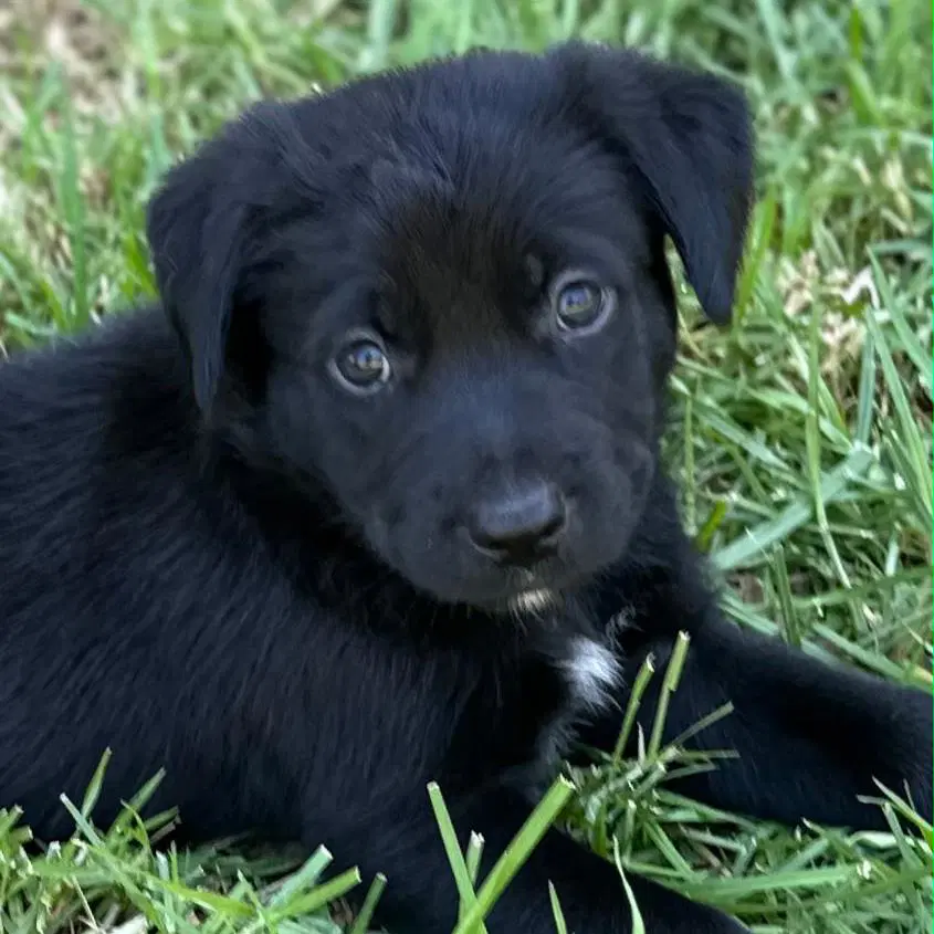 Fiji Pup - Viti image 3