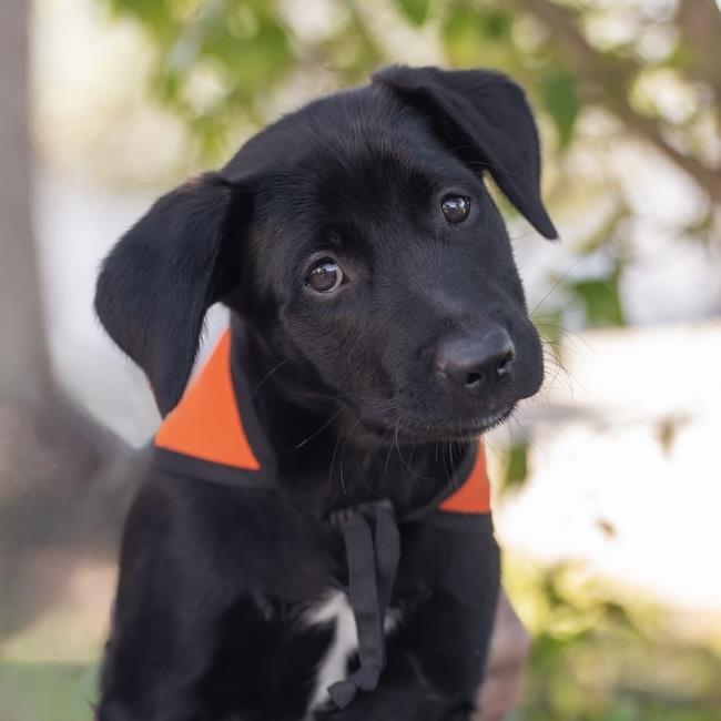 Fiji Pup - Viti