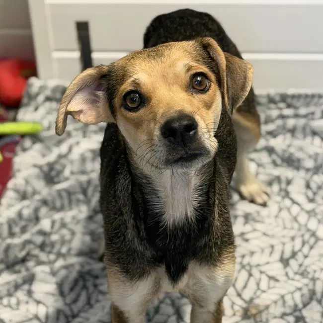 Phoenix - Rat Terrier