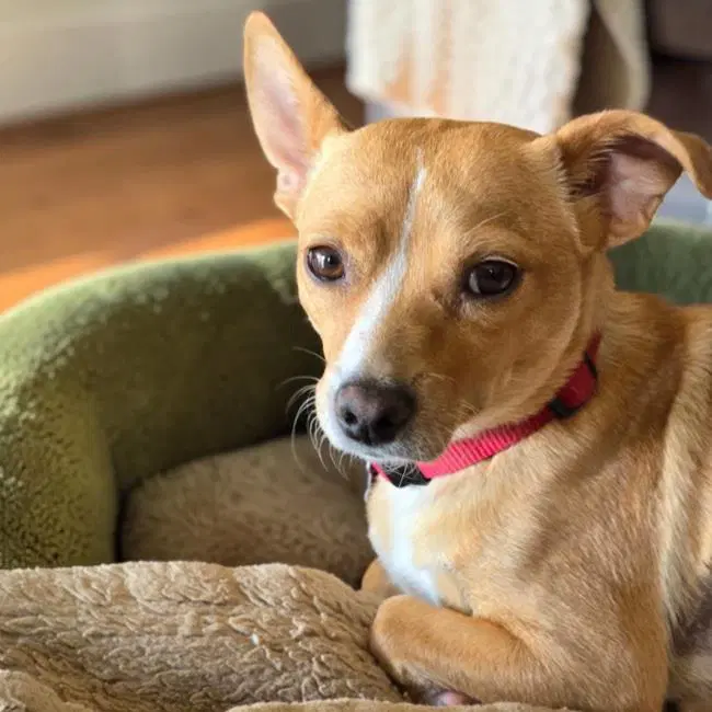 Tulsa - Medical - Rat Terrier