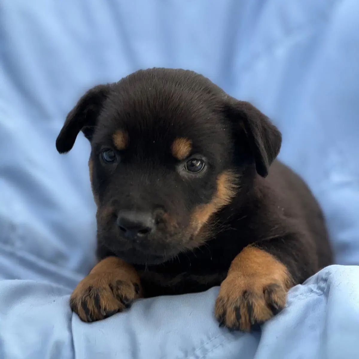 Eureka Pup - Carter - Wirehaired Fox Terrier