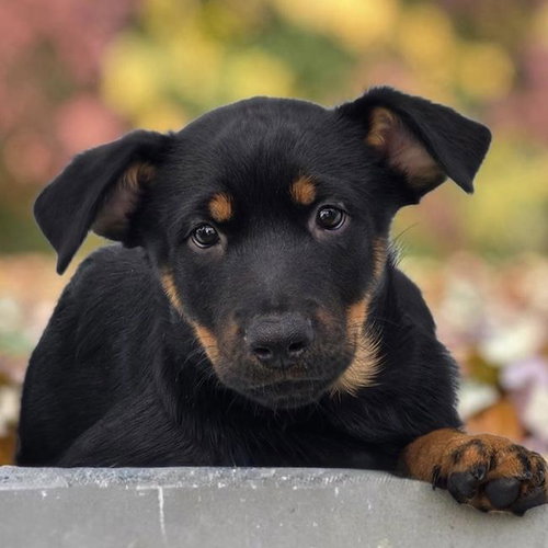 Eureka Pup - Carter, Wirehaired Fox Terrier / Shepherd / Mixed