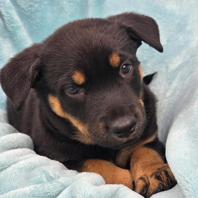 Eureka Pup - Carter, photo 3