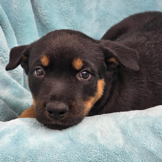 Eureka Pup - Carter, photo 4