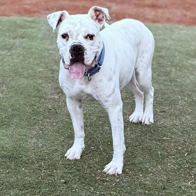 Joy - Boxer