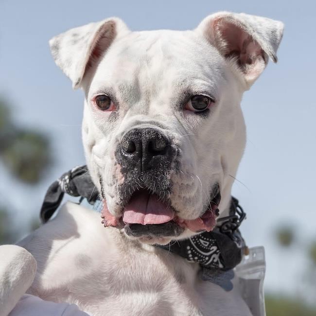 Joy - Adopted!, photo 2