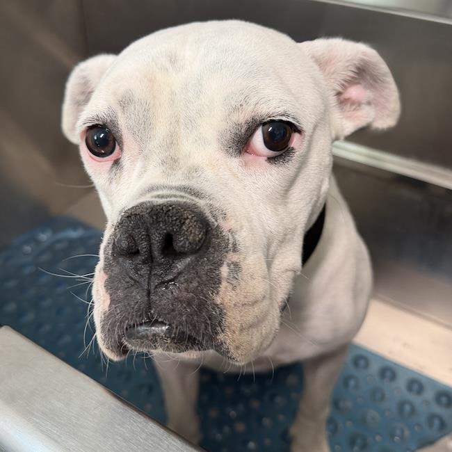 Joy - Adopted!, photo 3