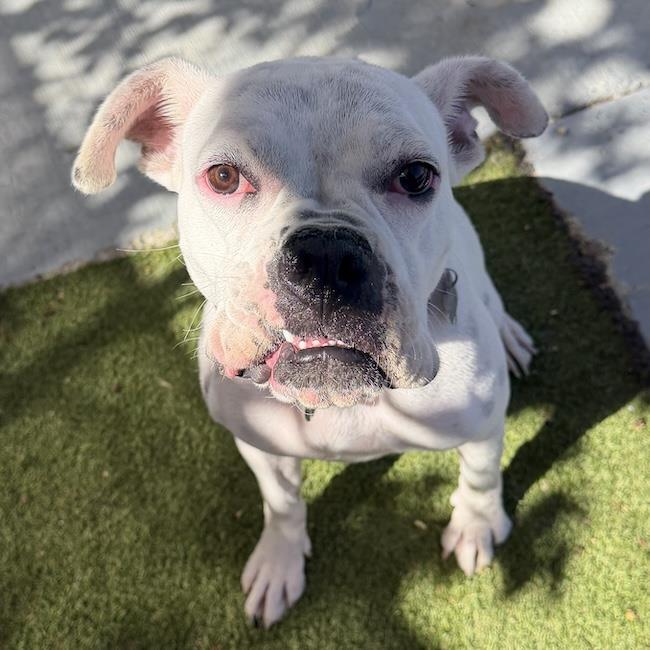 Joy - Adopted!, photo 4