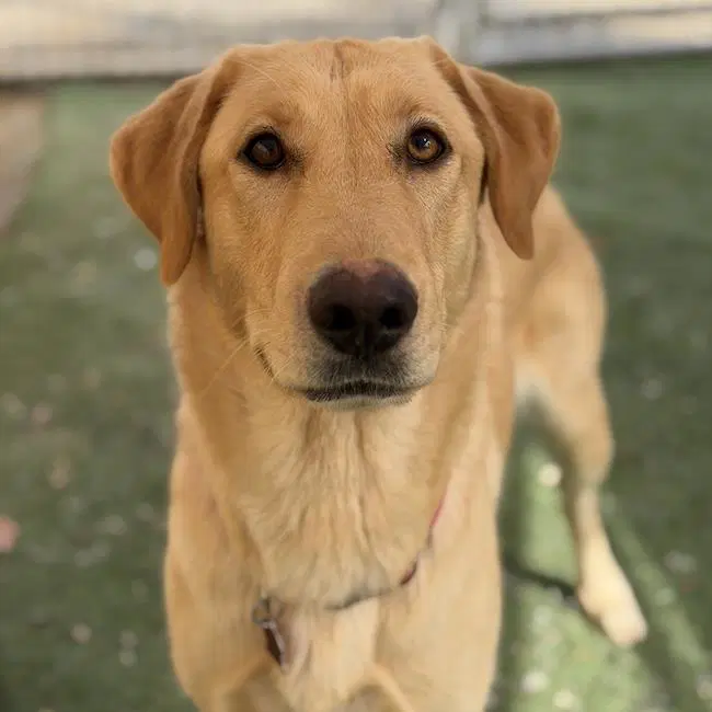 Venus - Labrador Retriever
