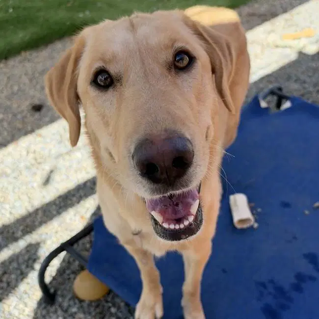 Venus - Labrador Retriever