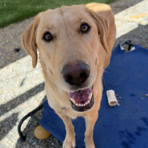 Venus - Adopted!, Labrador Retriever