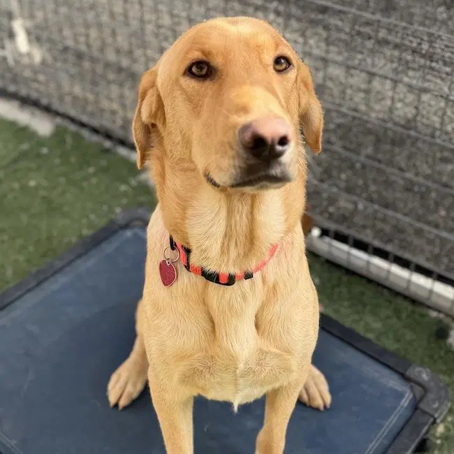 Serena - Labrador Retriever