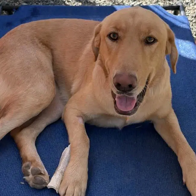 Serena - Labrador Retriever