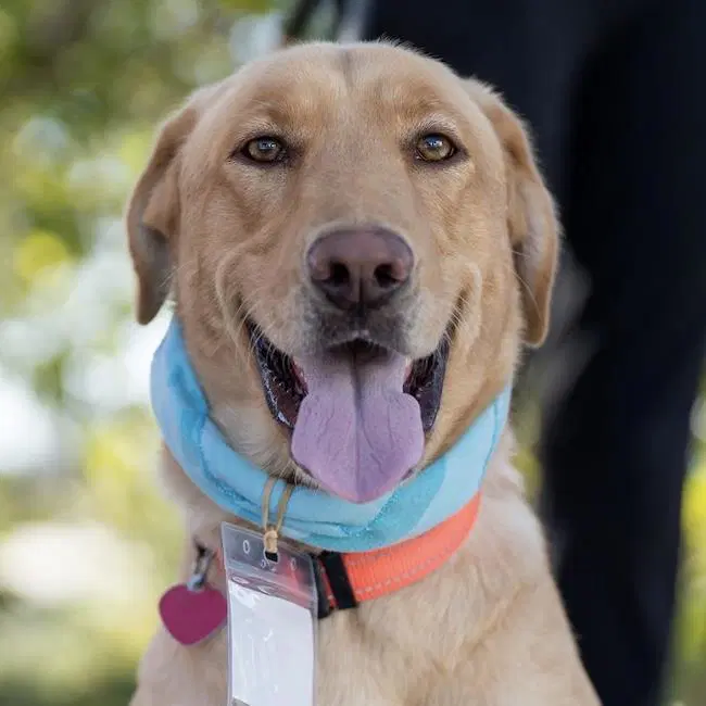 Serena - Labrador Retriever