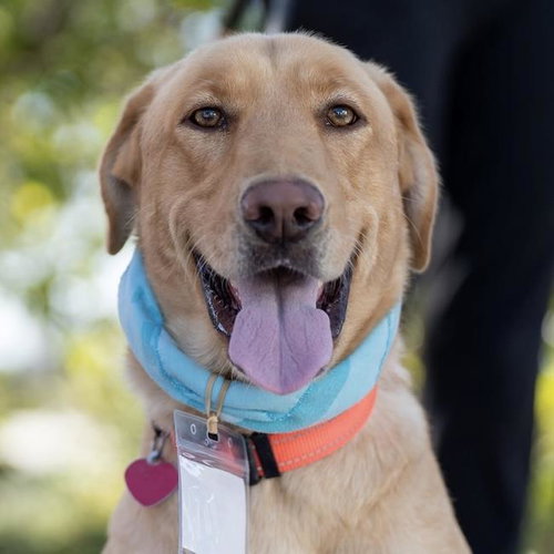 Serena, Labrador Retriever