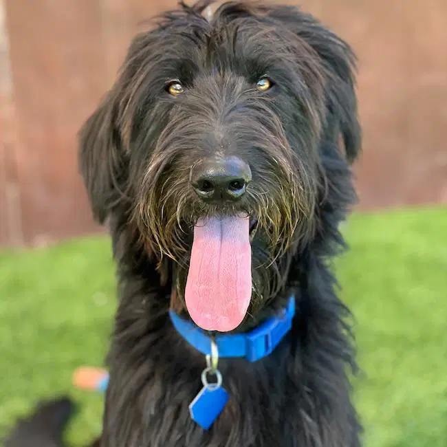 Jentry - Labradoodle
