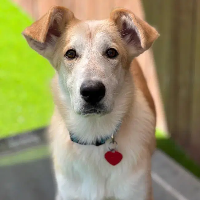 Davey - Shepherd