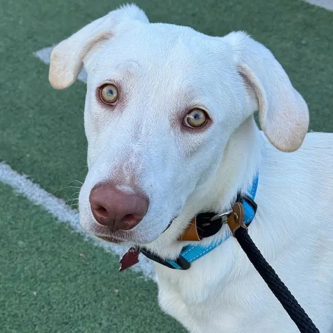 Trevor - Labrador Retriever