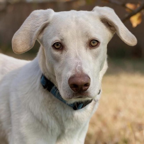 Trevor, Labrador Retriever / Mixed