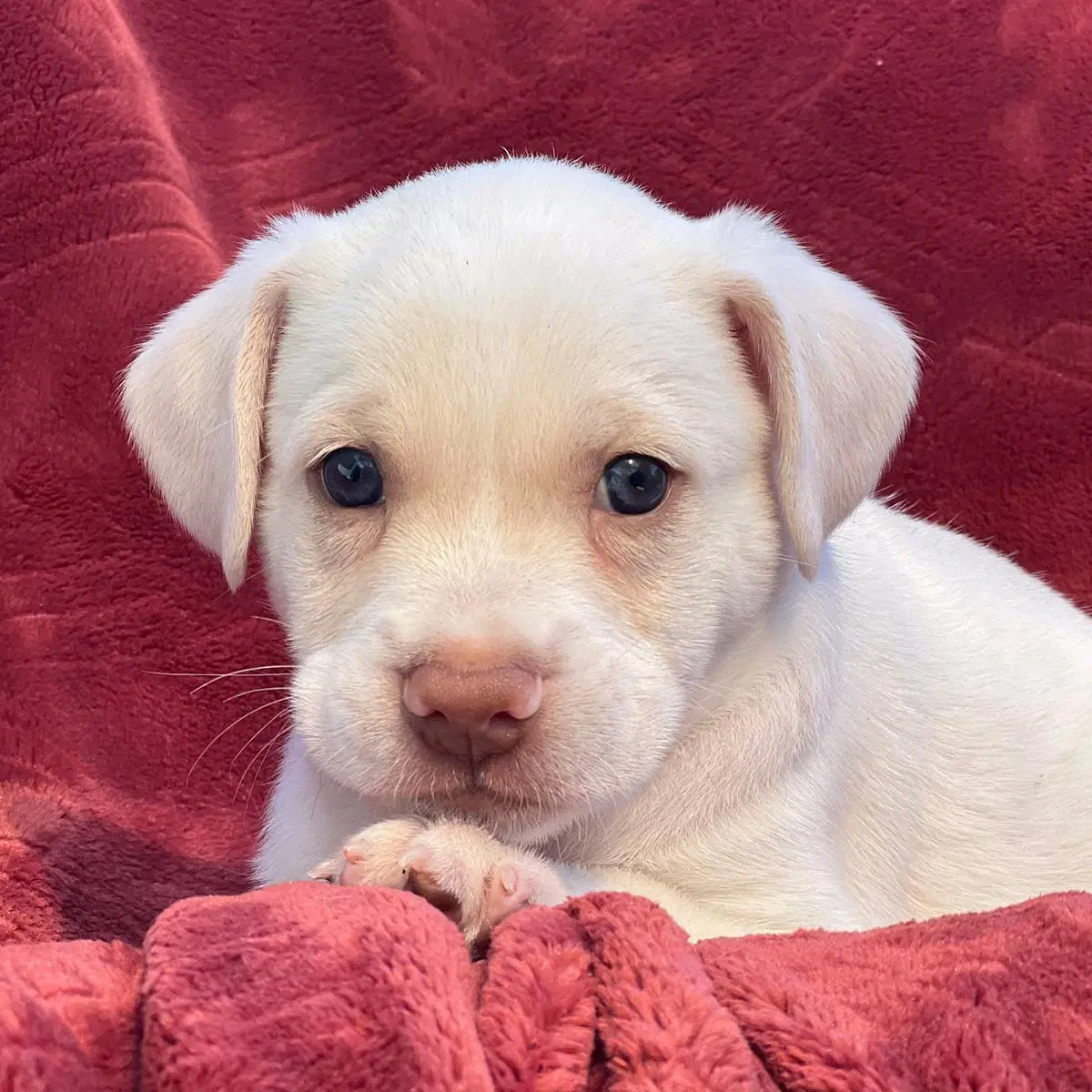 Phoenix Pup - Pima - Rat Terrier